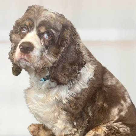 C&A Benefits Group and Business Services - Bella DiSarro - Assistant Morale Offier